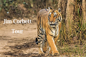 02 Night / 03 Days - Jim Corbett Tour Package from Delhi