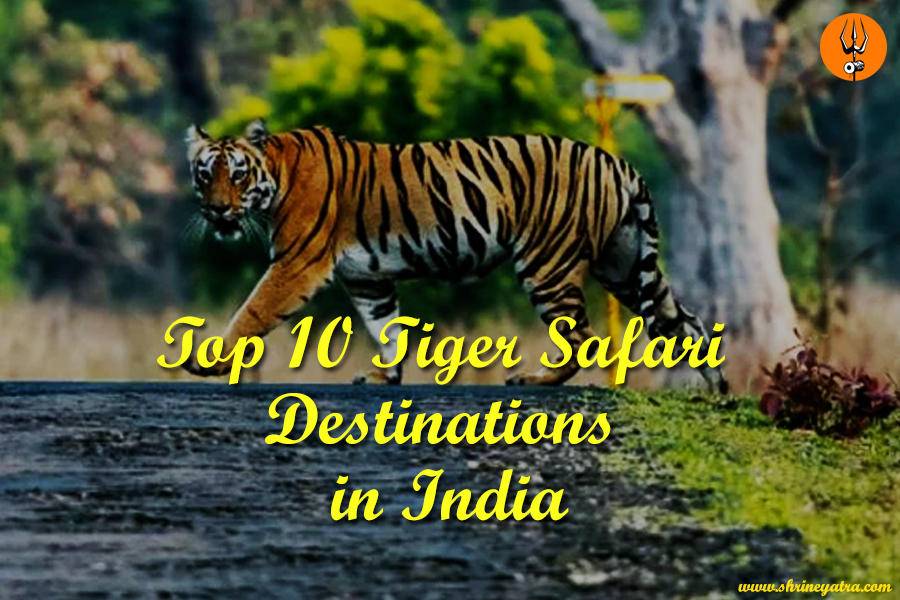 Top 10 Best Tiger Safari Destinations in India