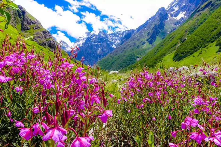 Valley of Flowers Tour Package from Haridwar (4 Nights & 5 Days)